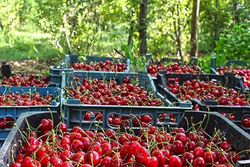 برداشت گیلاس - زیباشهر اصفهان‎