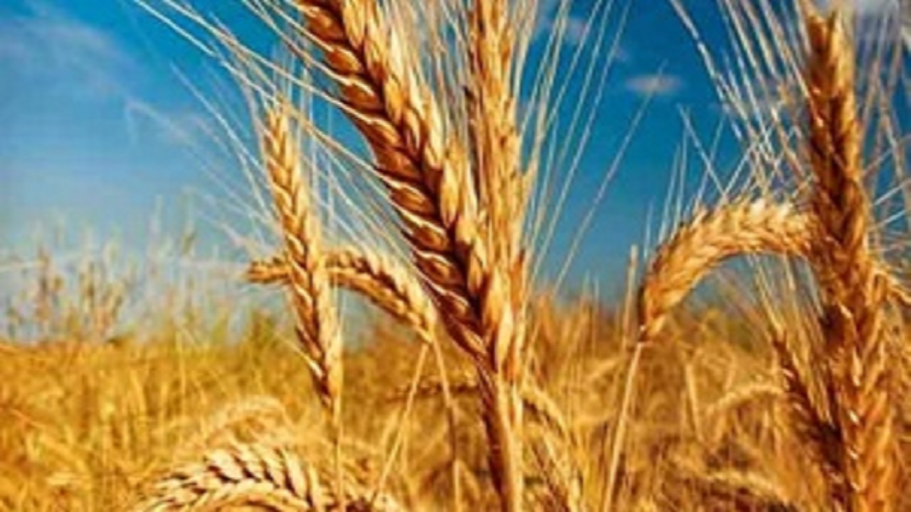 پیش‌بینی برداشت ۱۸ هزار تن گندم از اراضی آرادان
