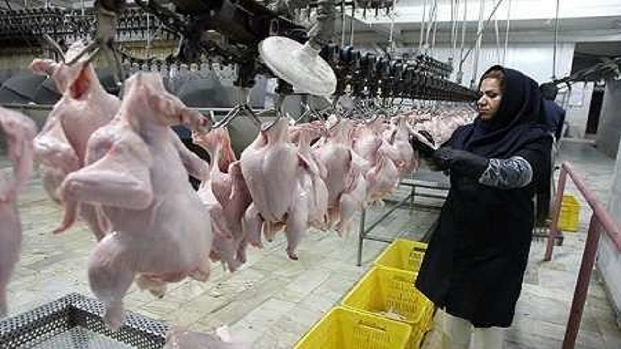 بی توجهی به موازین شرعی ذبح در مراکز عرضه مرغ زنده درسطح سیستان و بلوچستان