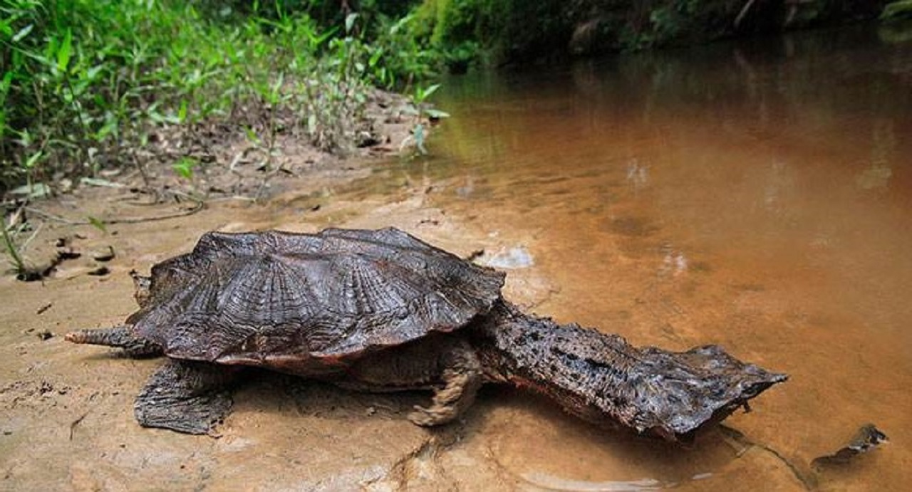 یکی از خطرناک‌ترین لاک‌پشت‌های جهان را بشناسید