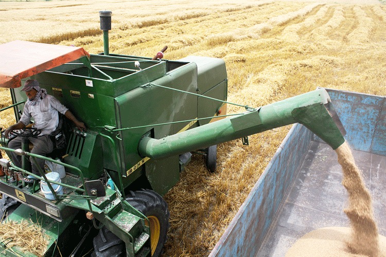 افزایش ۲۰ درصدی خرید گندم در قیروکارزین