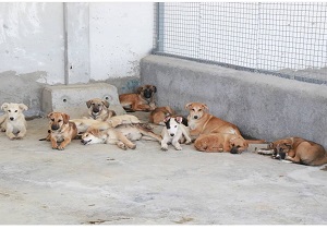 بهره برداری از کمپ نگه داری سگ‌های ولگرد در استان یزد