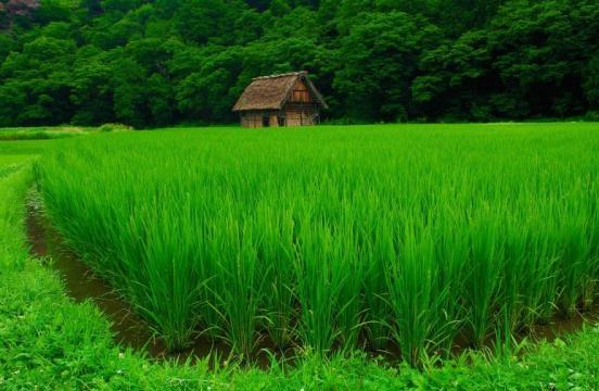 کشت ارقام پرمحصول برنج درگیلان به بیش از ۲۷هزار هکتار رسید