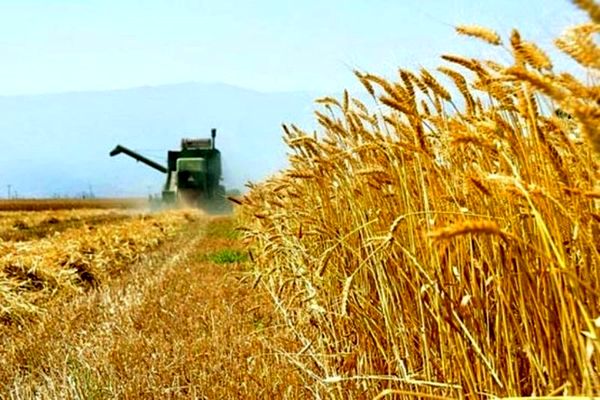 آغازِ خرید تضمینی گندم در استان اصفهان