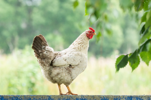 زیان ۳۰۰ میلیون تومانی تولیدکنندگان مرغ مادر؛ قیمت هر قطعه جوجه به یک هزار و ۵۰۰ تومان رسید