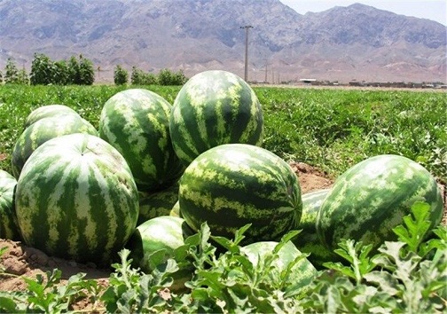 پیش‌بینی برداشت بیش از ۱۳۵ هزار تن هندوانه از مزارع ارزوئیه