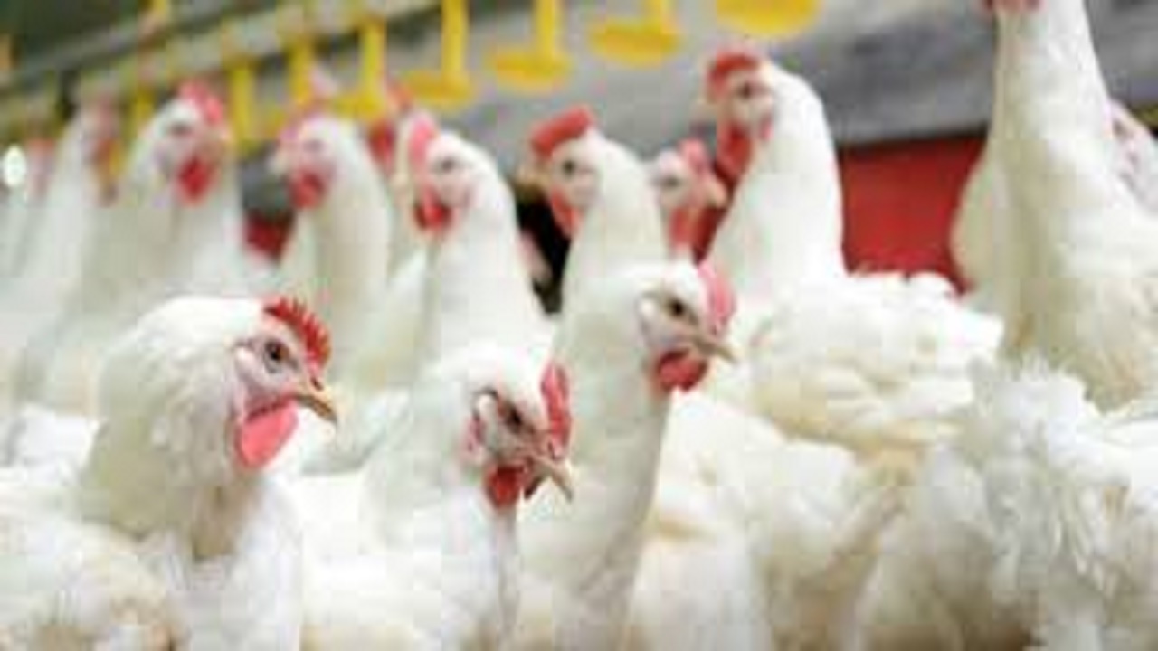 مجوز صادرات مرغ زنده به افغانستان صادر شد
