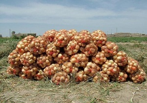 حال و روز بازار پیاز دزفول وخیم است/محصولی که اشک کشاورزان را جاری کرد
