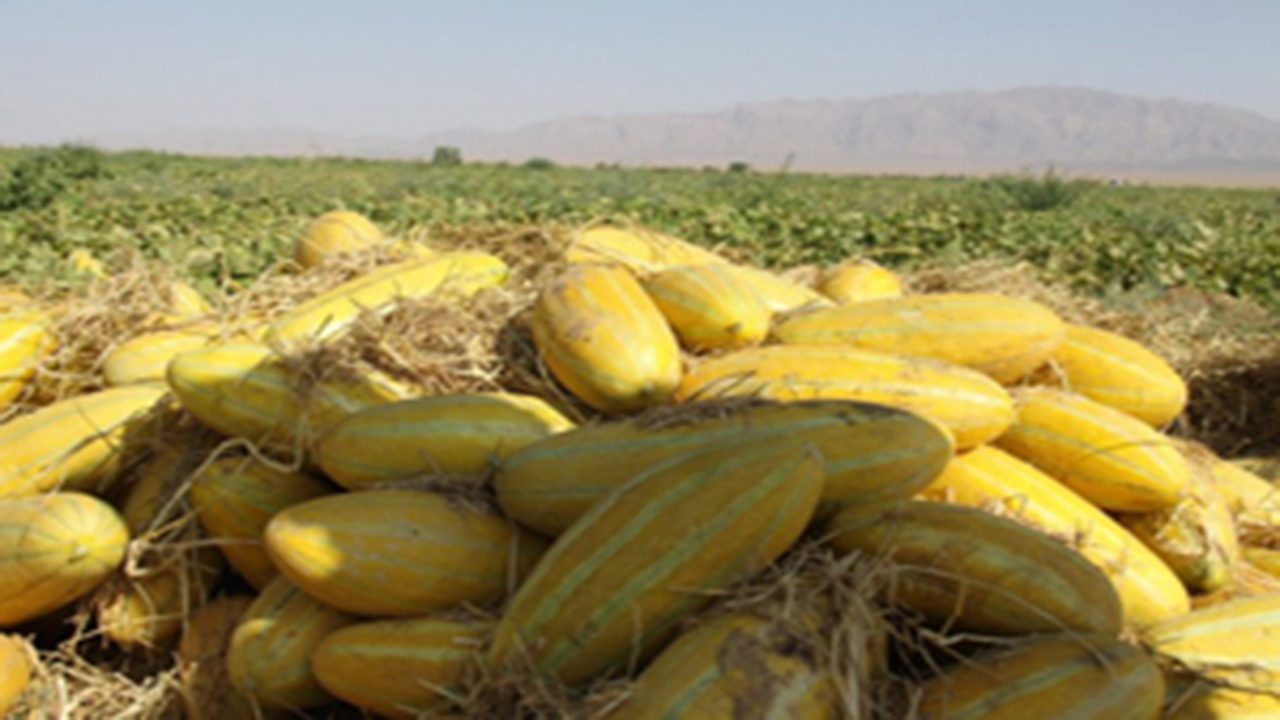 برداشت خربزه و هندوانه ارگانیک در جنوب فارس