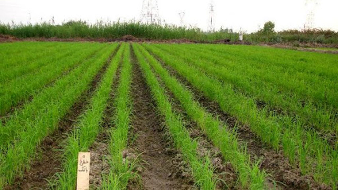کشت بیش از ۴۰۰ هکتار برنج تاکنون در گلستان