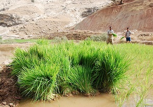 تصویب کشت برنج در سطح ۱۳۰هزار هکتار از اراضی خوزستان