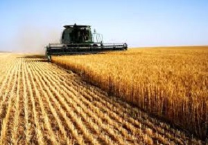 بیش از ۲هزار تن گندم مازاد بر نیاز کشاورزان در لرستان خریدری شده است