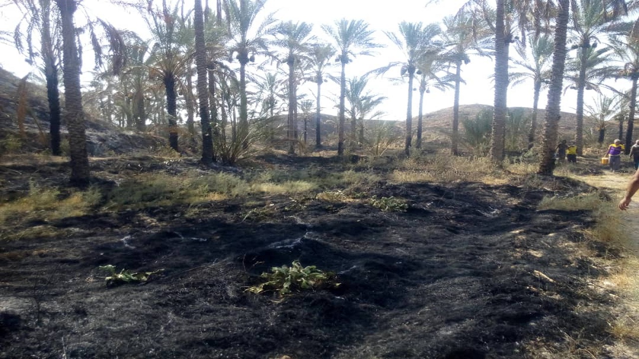 شعله‌های آتش در نخلستان‌های دو روستای دشتستان