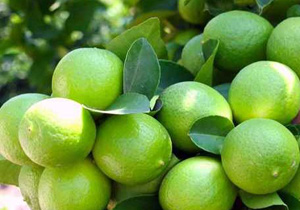 پیش بینی برداشت ۱۲۰ هزار تن لیمو ترش در هرمزگان