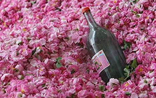 از درآمد زایی تا اشتغال با پرورش گل محمدی