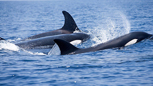 کشیک منظوردار نهنگ‌های قاتل برای شیر دریایی + فیلم