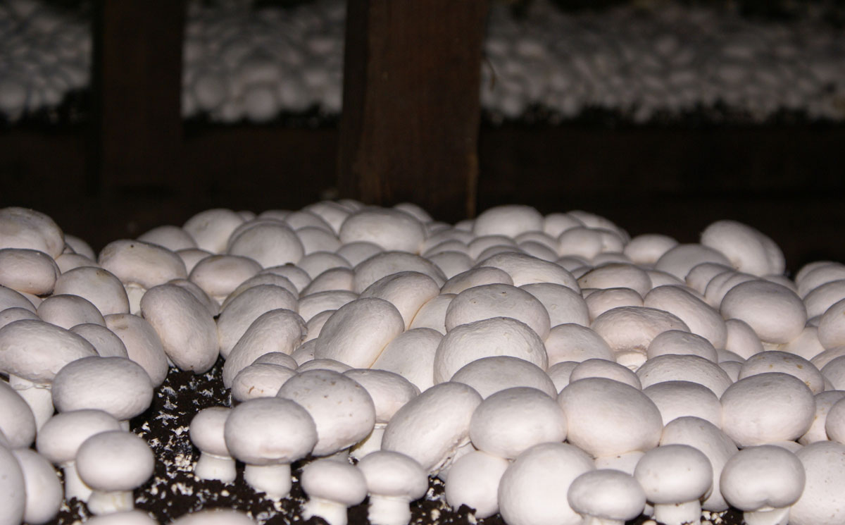 تولید ۲۵۰ تن قارچ دکمه‌ای در خراسان شمالی