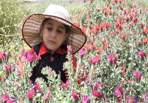 کشت گل گاوزبان در نکا