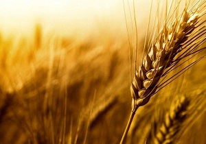 پیش بینی برداشت ۴۴۰ هزار تن گندم از مزارع استان اردبیل