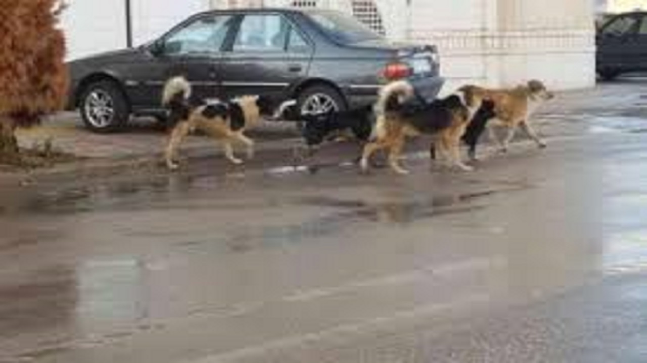 ساماندهی سگ‌های ولگرد درشهرستان هشترود
