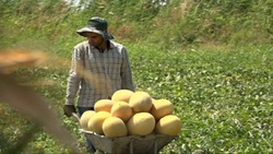 برداشت خربزه - سمنان