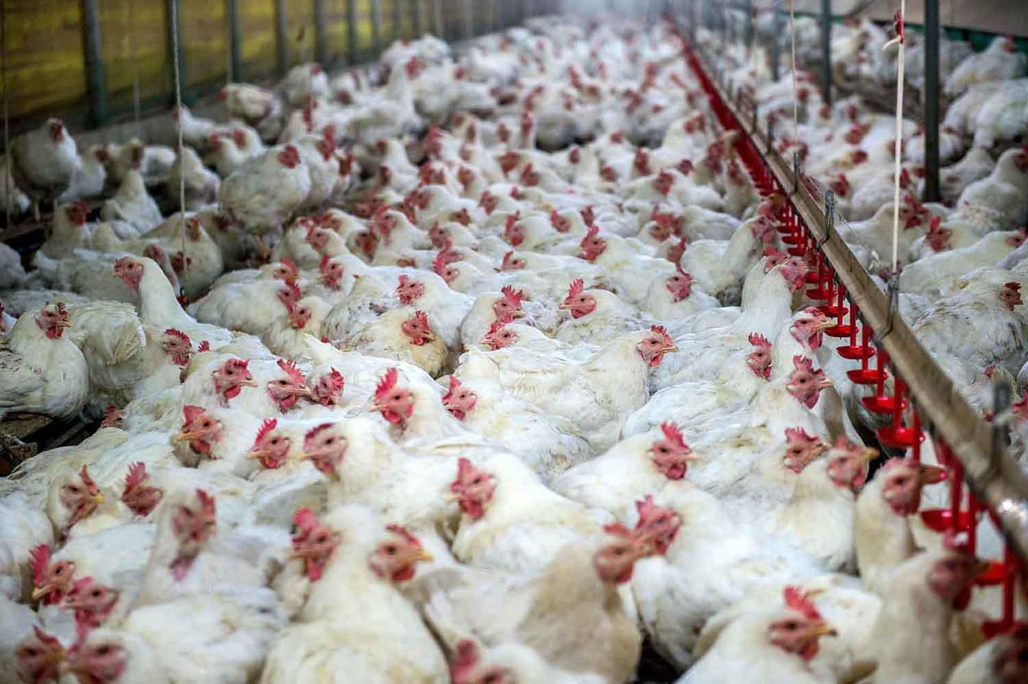 تمدید بدهی واحد‌های پرورش مرغ گوشتی آسیب دیده از کرونا