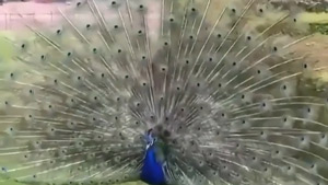 نقش و رنگ های تأمل برانگیز پرهای طاووس + فیلم