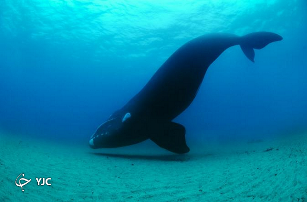 عکس منتخب نشنال جئوگرافیک از یک نهنگ عظیم الجثه در عمق دریا