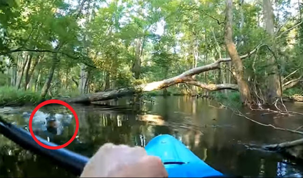 لحظه وحشتناک حمله تمساح به مرد کایاک سوار!