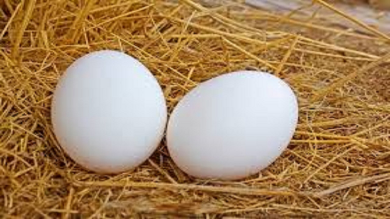 تخم مرغ پوسته سفید 