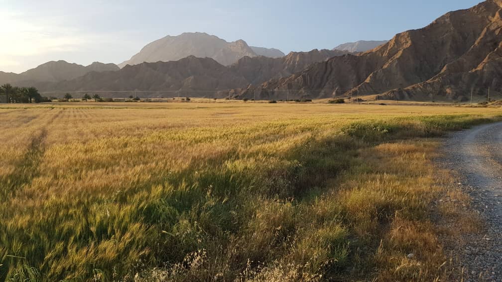 بیش از ۱۱۹ هزار تن گندم از کشاورزان بوشهری خریده شد
