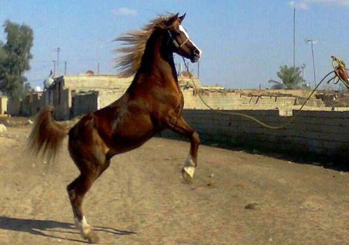 تولید و پرورش اسب مسابقه در آبادان