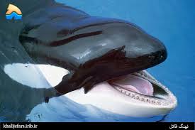 حمله نهنگ قاتل برای شکار در خشکی + فیلم