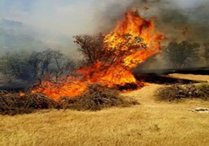 آتش سوزی ۳ هکتار از جنگل‌های بلوط منطقه «تایی» شهرستان پلدختر