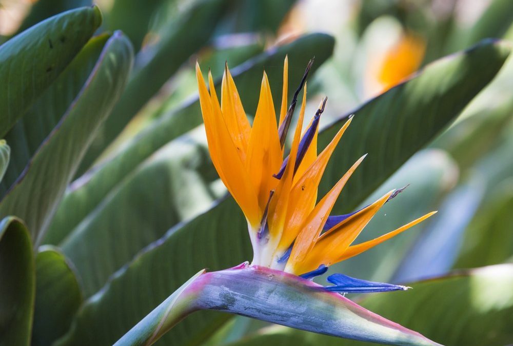 پرنده بهشتی؛ پرکابردترین گیاه برای تهیه یک سبد گل زیبا