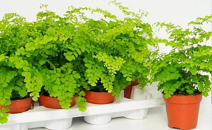 گیاه پرسیاوشان گیاهی مناسب برای تزئین محیط خانه