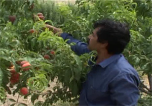 چهارهزار و ۴۰ هکتار باغ در لرستان در ویدئوکنفرانس با حضور رییس جمهوری بهره برداری می شود