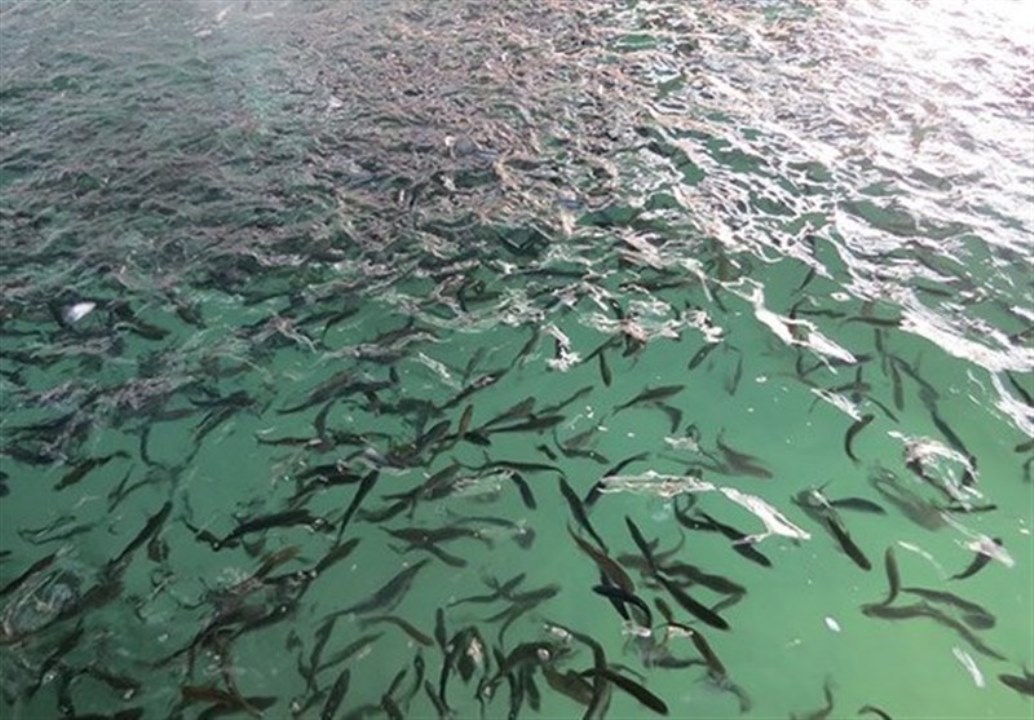 رهاسازی بیش از ۷ میلیون قطعه بچه ماهی در تالاب بین‌المللی انزلی