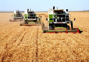 افزایش تولید گندم و خودکفایی اثر مثبتی در اقتصاد کشور دارد