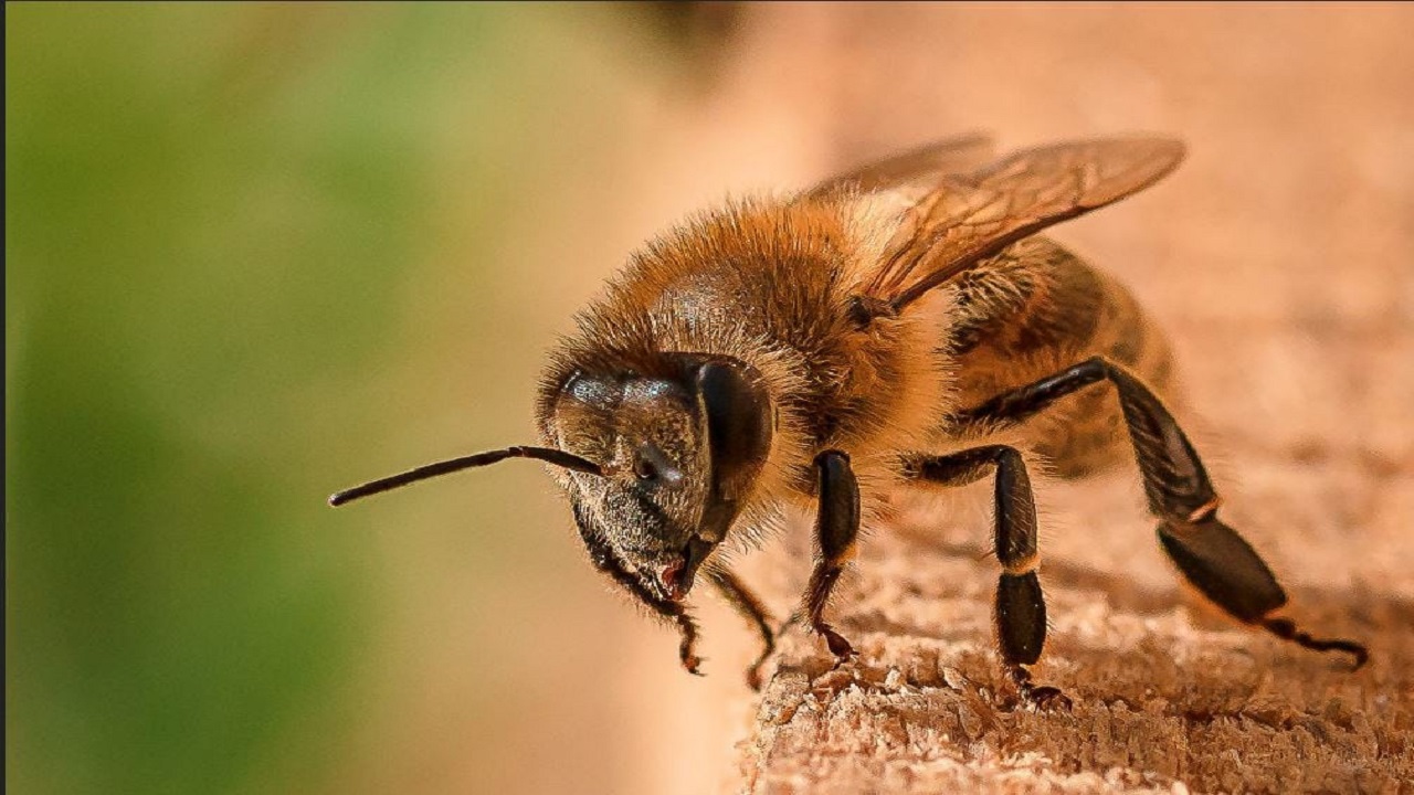 نظر انستیتو پاستور درباره ادعای درمان کرونا با «نیش زنبور عسل»