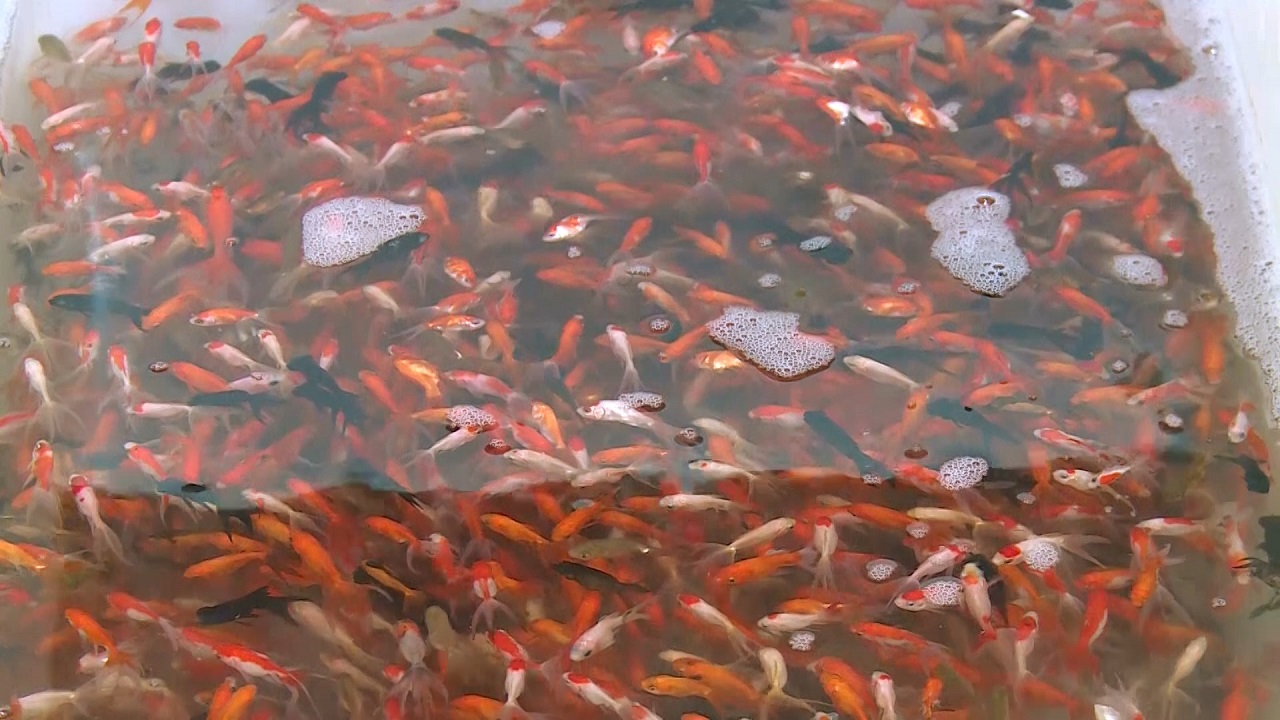 تولید سالانه حدود ۴۰ میلیون قطعه ماهیان زینتی در شهرستان کاشان