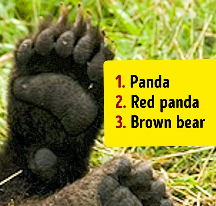 تست هوش: با دیدن پا‌های حیوانات، بگویید دقیقاً چه حیواناتی را در تصویر می‌بینید