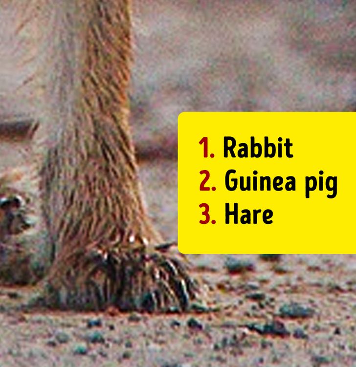 تست هوش: با دیدن پا‌های حیوانات، بگویید دقیقاً چه حیواناتی را در تصویر می‌بینید
