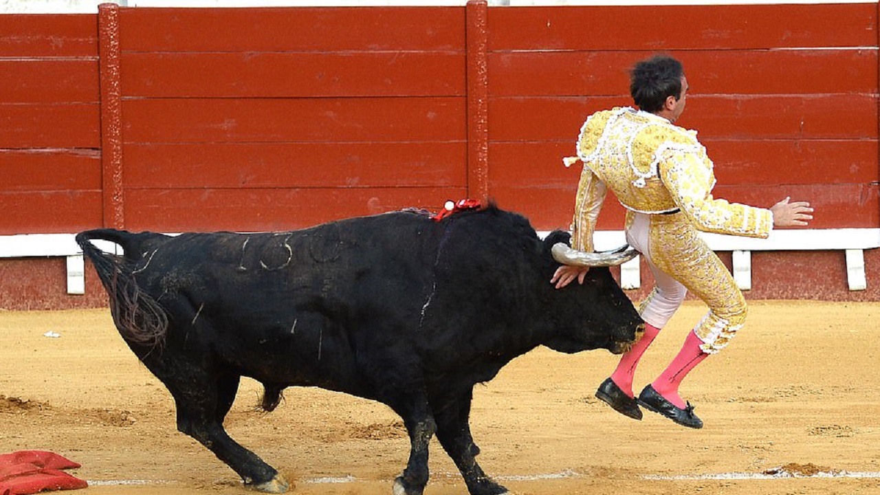 غافلگیری گاوباز اسپانیایی توسط یک گاو!