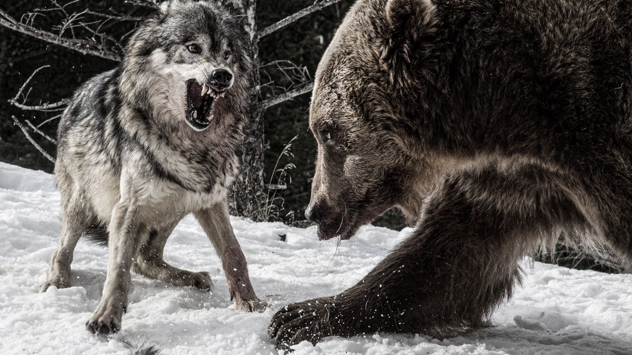 دفاع جسورانه خرس از توله‌هایش در رویارویی با حمله گرگ‌های گرسنه + فیلم