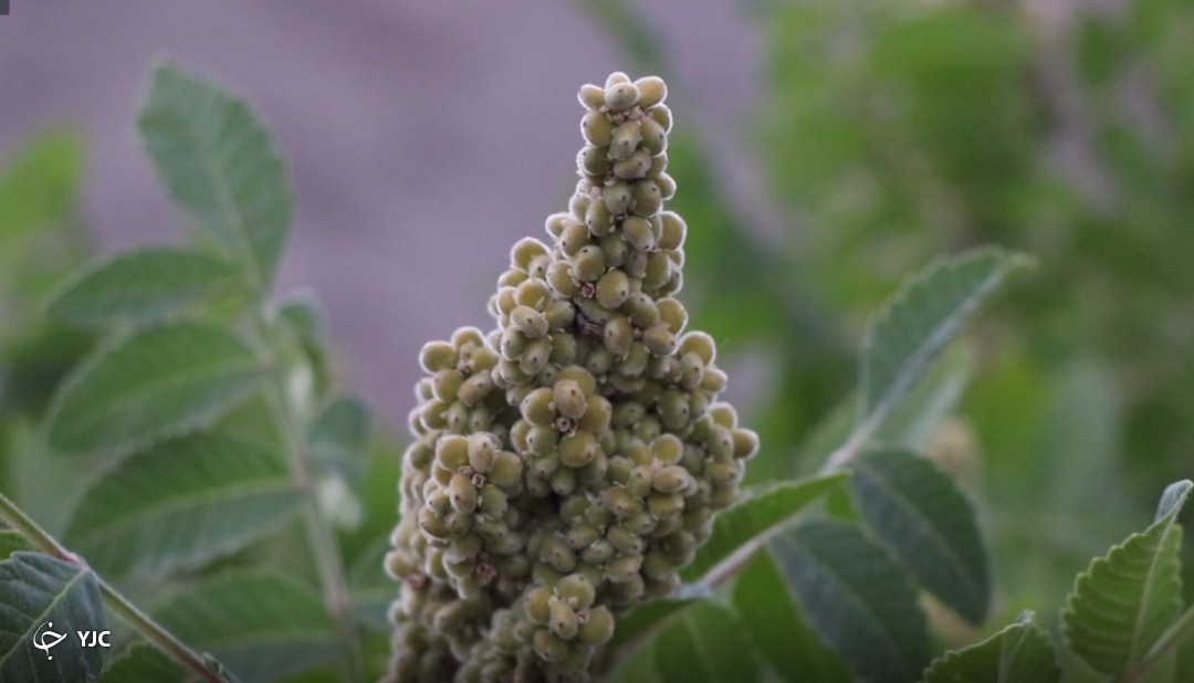 روستای خانیک گناباد، پایتخت سماق در کشور است
