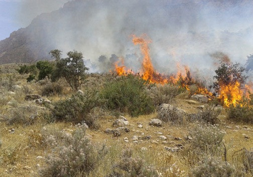 افزایش ۴۰ درصدی خسارت آتش سوزی در جنگل‌های گچساران