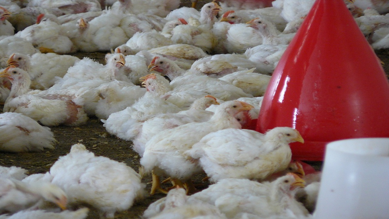۳۱۱تن گوشت مرغ در مهرستان تولید شد