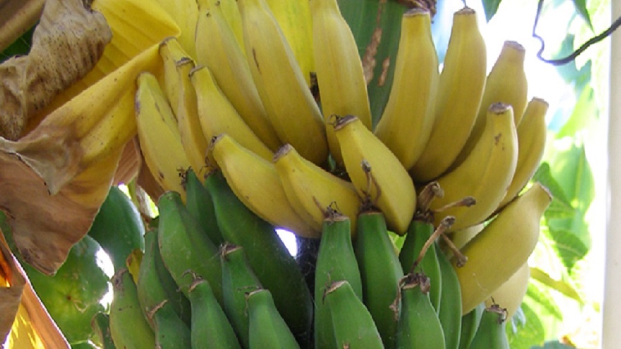 Бананы На Багамах Слотодом
