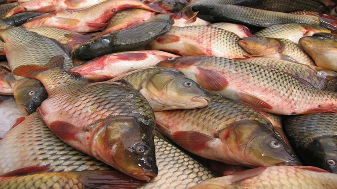 بیش‌از چهار تن ماهی از منابع آبی سراوان برداشت شد
